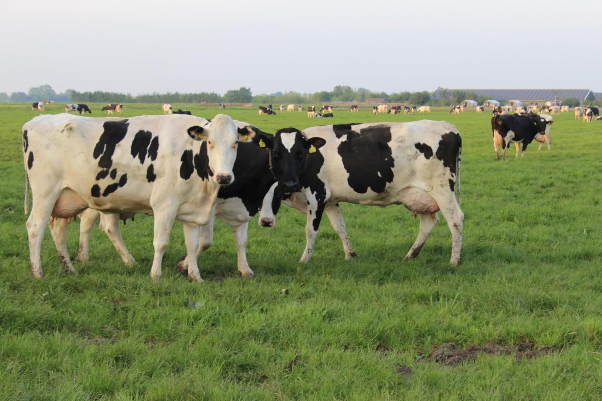 Boerderij Camping Nixhoeve Genderen المظهر الخارجي الصورة